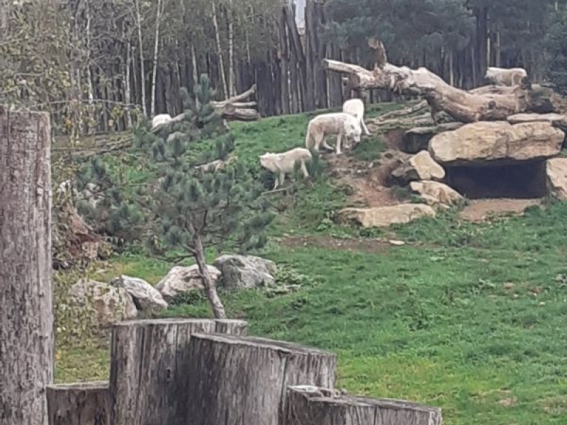 beauval 10