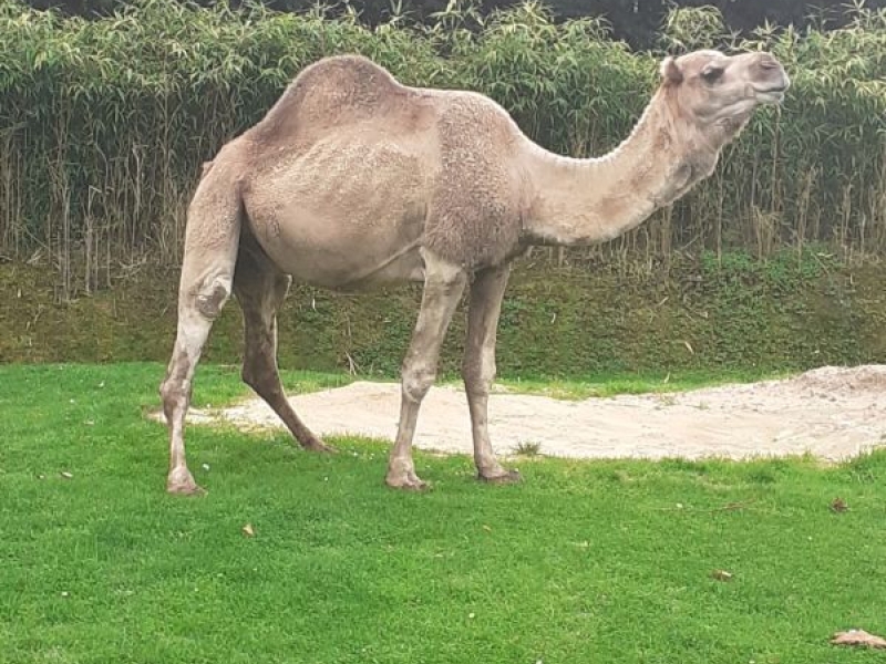 beauval 11