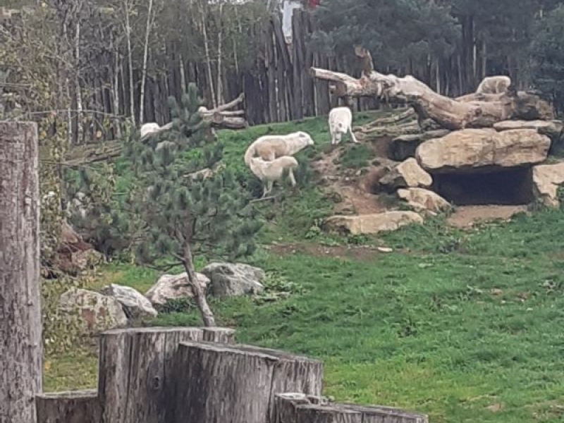 beauval 4