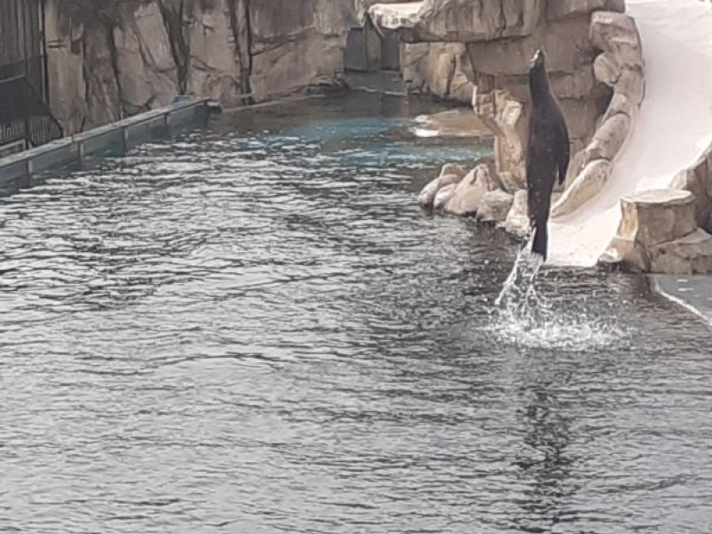 beauval 9