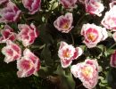 DSCN5366
