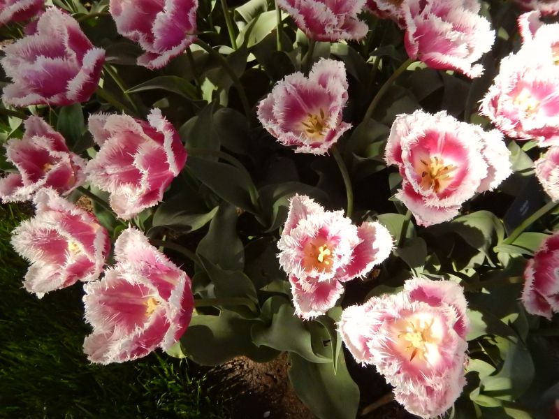 DSCN5366